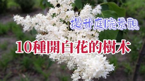 開白花的喬木|【開白花的喬木】一眼望去純淨無瑕！令人迷戀的開白花喬木樹介。